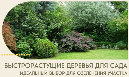 Быстрорастущие деревья для сада идеальный выбор в Нижнем Новгороде
