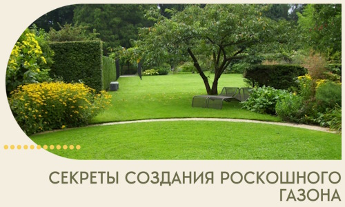 Секреты создания роскошного газона в Нижнем Новгороде